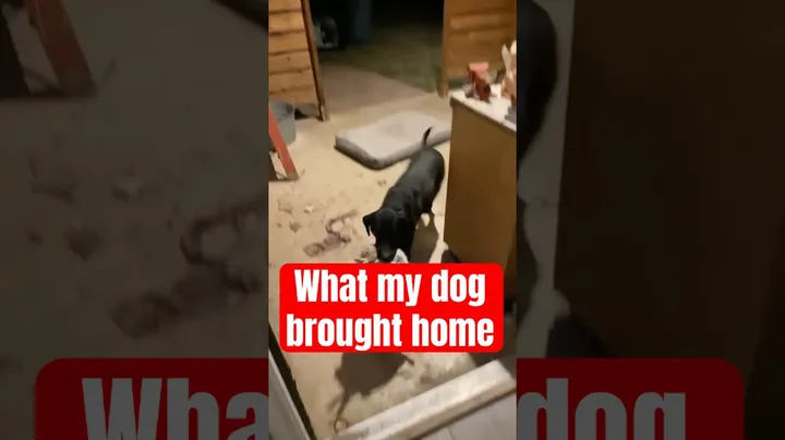 Shocking: What My Dog Brought Home! 😱