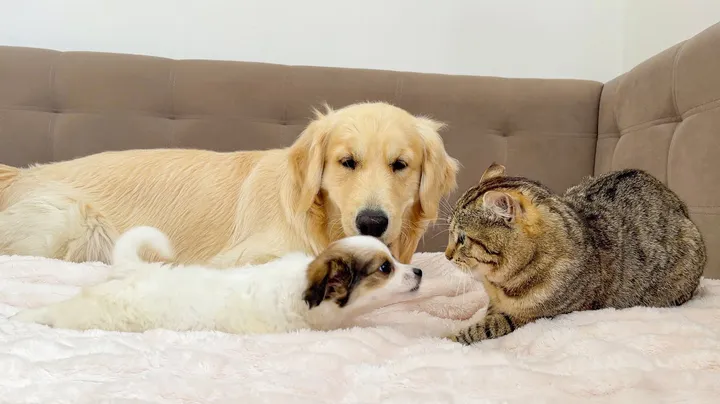 Golden Retriever Shows Cat That Cute Puppy Is Safe for Him!