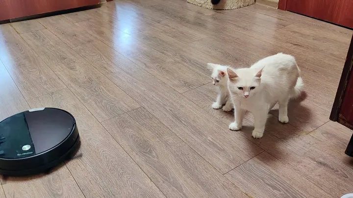 Mother cat and white kitten. Kitten Mickey rides on a vacuum cleaner.