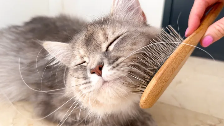 Funny Cat asks the Owner to pet it