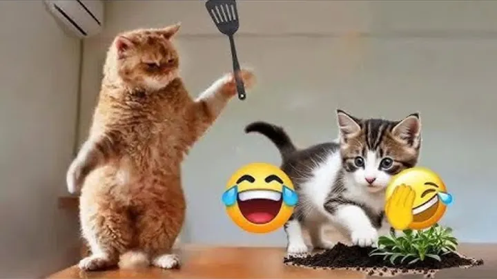 Funny Animal Videos Funny Cat Videos funnyclow
