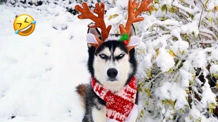 FUNNIEST Huskies | Normal dogs vs Huskies🤣 | 10 Minutes Best Videos | Part 29