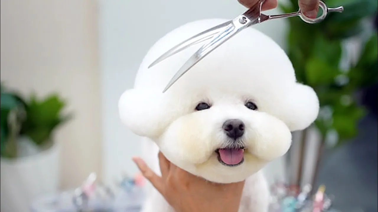 30 Million Views on Instagram! The Cutest Dog Ever 🐶💕- Mommy pet