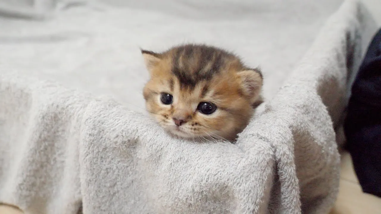The response of parent cats to kitten is too different